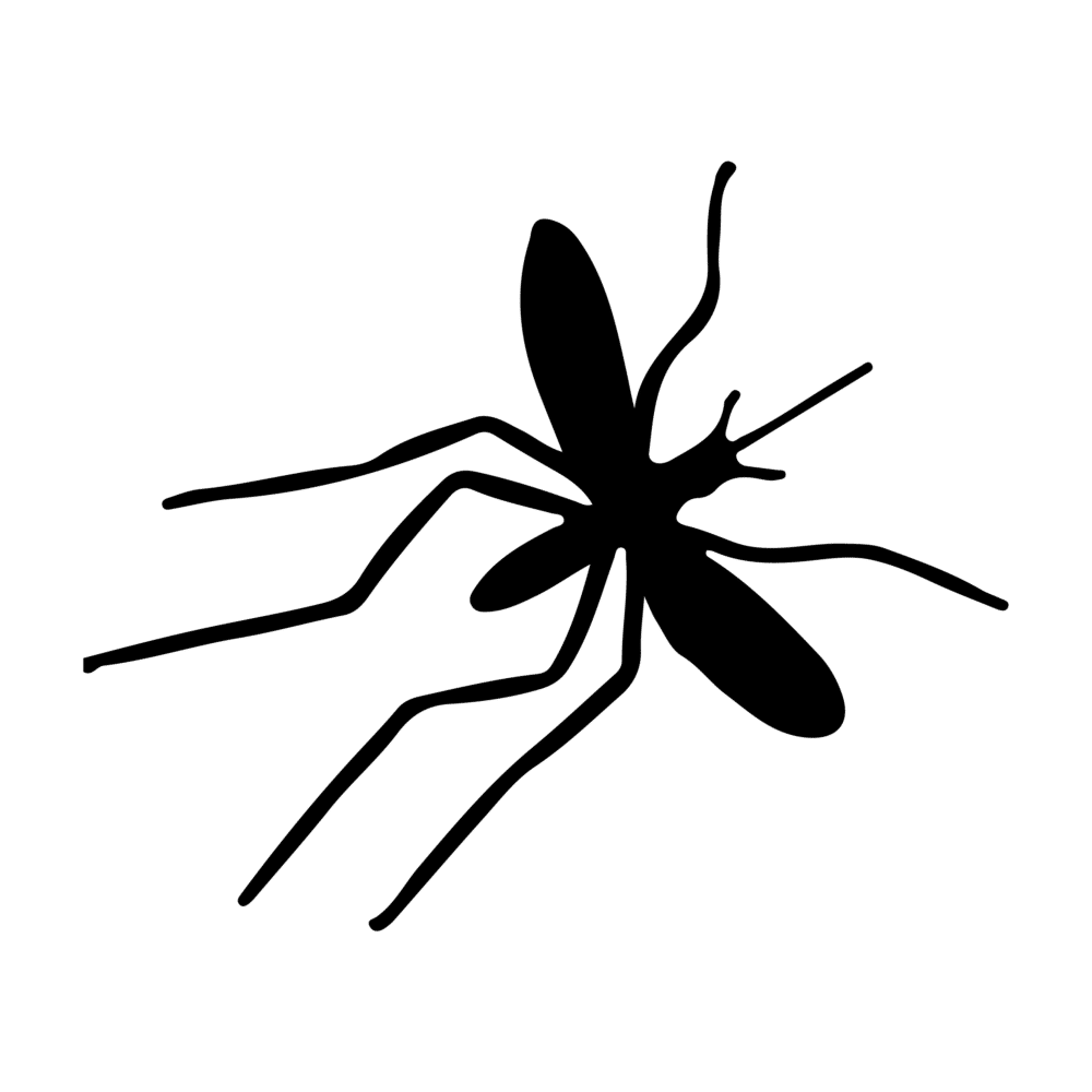 About Sandflies and Mozzies in New Zealand