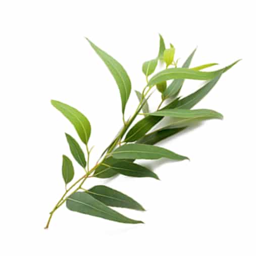 Eucalyptus leaf, key natural insect repellent ingredient